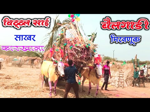 Bailgadi Best Video Patlancha Bailgada | bailgadi miravnuk | Hanumant Choure | Vinod Choure