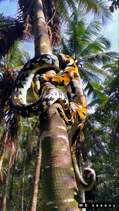 Tiger vs Python in the wild 🐍🐅 - YouTube