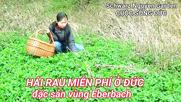 Đặc sản miễn phí tại Eberbach - nước Đức, 3 loại rau rừng món quà vô giá cho sức khỏe từ thiên nhiên