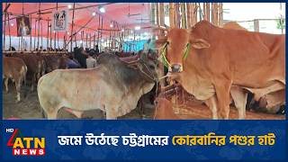 জমে উঠেছে চট্টগ্রামের কোরবানির পশুর হাট | Chittagong cattle market | Finis Qurbanir Haat | ATN News