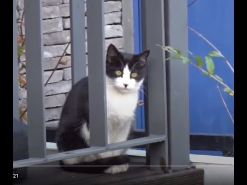 산촌마을 카페앞에서 보초서는 귀여운 턱시도 고양이.Cute <strong>tuxedo</strong> cat on guard in front of a cafe in the mountain village  全州市