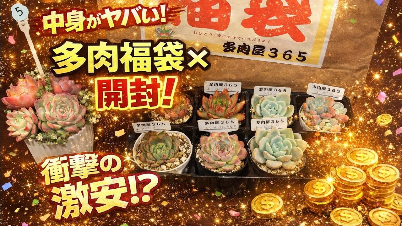 多肉福袋開封‼️ 新年一発目はやはりお世話になっている多肉屋365さん！