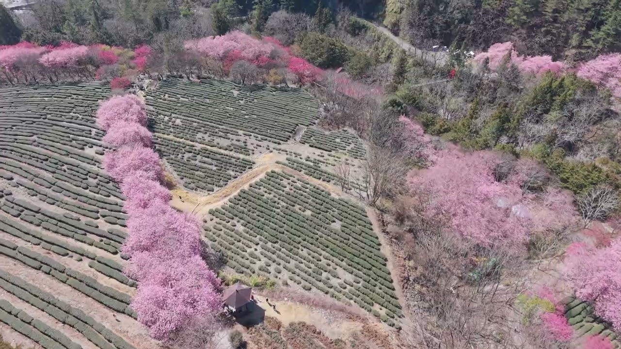 Cherry Blossom in taiwan 武陵農場櫻花盛開　粉紅森林浪漫爆表