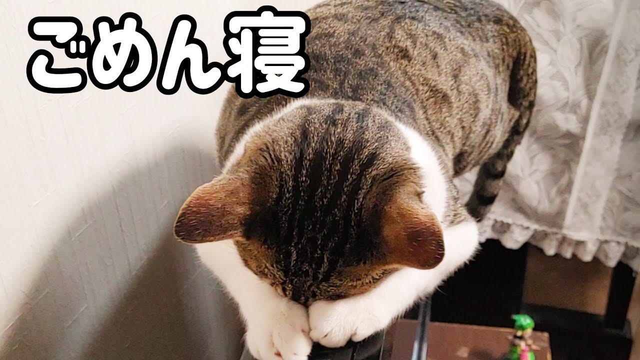 可愛すぎる猫のごめん寝をただ堪能する動画😻
