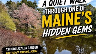 A Quiet Walk Through One of Maine’s Hidden Gems | Asticou Azalea Garden  @oldmanoutdoors58