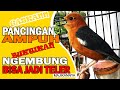 Pancingan Kicau Anis Merah Belajar Teler Burung Yang Ngembung Dijamin Kelecit Kelecit Birahinya Mp3 - Mp4 Download