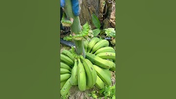 The process of picking bananas from their stems. #shorts