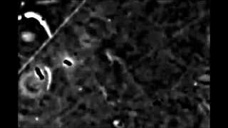 Sodium-Driven Energy Conversion For Flagellar Rotation Of The Earliest Divergent...