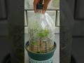 Simple method of propagating bougainvillea tree from cuttings gardening bougainvillea