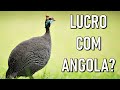 É possível ganhar MUITO DINHEIRO com Galinha D'Angola? Saiba tudo sobre o LUCRO com essas aves