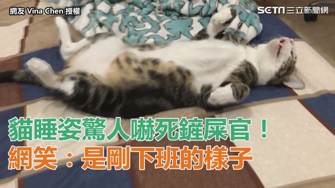 貓睡姿驚人嚇死鏟屎官！網笑：是剛下班的樣子｜三立新聞網SETN.com