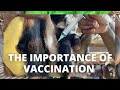 GOAT KID VACCINATION || JAMAICA GOAT FARMING TIPS