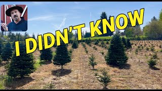 Christmas tree farming: First year I was overly protective.
