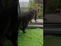 Дымок Барин дома только ест) #лесной #nature #cat