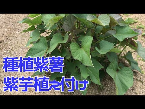 种紫薯 种植方法 收获 紫芋植え付け方法 収穫 Youtube 种紫薯 种植方法 收获 紫芋植え付け方法 収穫 Youtube