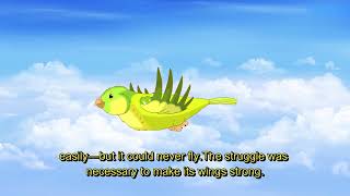 The Butterfly's StruggleClassic Movies