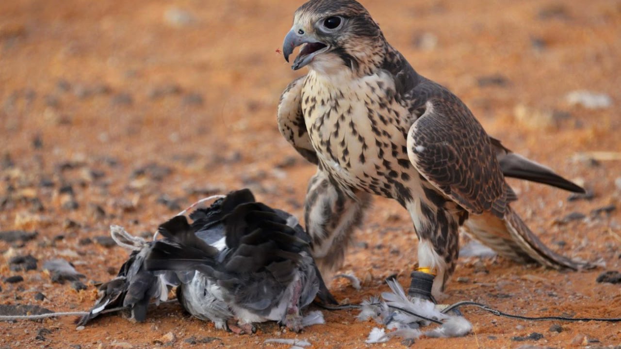 برنامج ديوانية الصقاقير (الحلقة السادسة والعشرون)