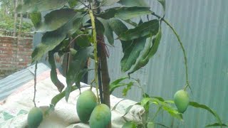 সাবধান !! কাটীমন আম - বাণিজ্যিক চাষের উপযোগী নয় ।