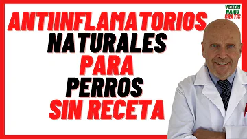 ¿Qué antiinflamatorio natural se le puede dar a un perro?