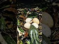Anaconda POV: Inside a Real Riverbank Tunnel