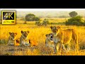 Amazing Collection of African wildlife Animals In 4K ULTRA HD HDR with Relaxing Music