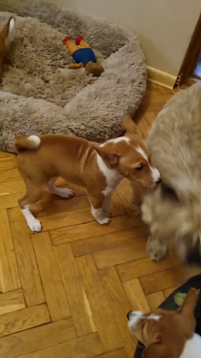 Luna is visiting her mom's new puppies #dogshorts #basenji #dogs #doglovers #puppy #puppies