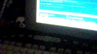 Webkinz code contest! *CLOSED*
