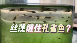 养孔雀鱼被丝藻困扰丝藻死了什么样丝藻可分两种