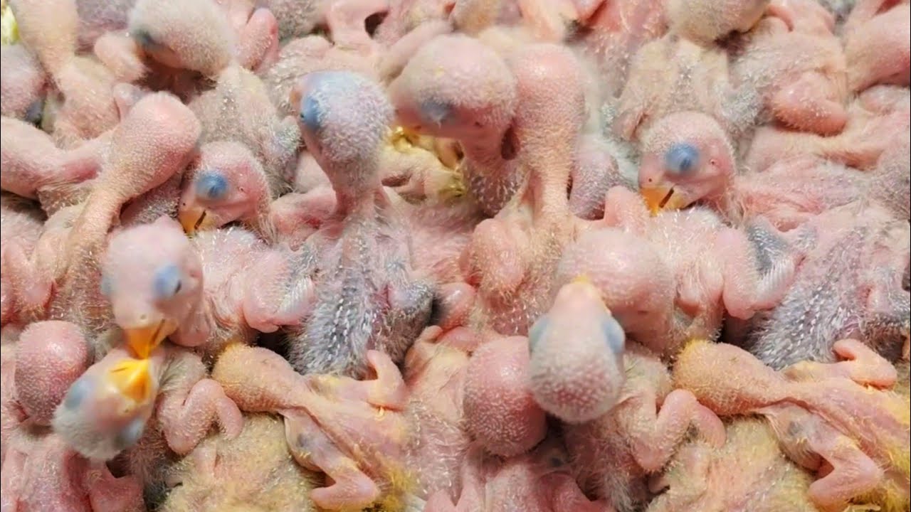 Complete Guide to Lovebird Breeding and Chick Care | Feeding & Growth Stages