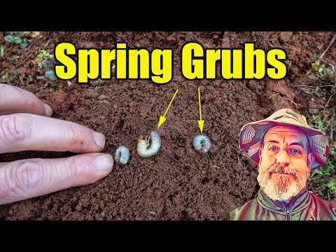 Видео: Grub Worm Control: Съвети как да се отървете от тревата