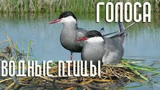 Водоплавающие и околоводные птицы и их голоса / Мини-определитель (Птицы России) #ГолосаПтиц