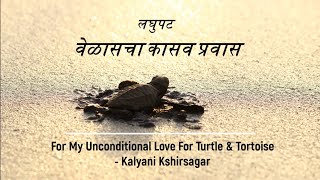 वेळासचा कासव प्रवास.. Turtle Festival - Velas, Ratnagiri