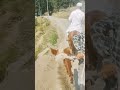 horse riding in pahalgam kashmir #travel #tourism #horseriding #alahmad
