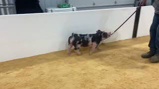 26-5 spot gilt