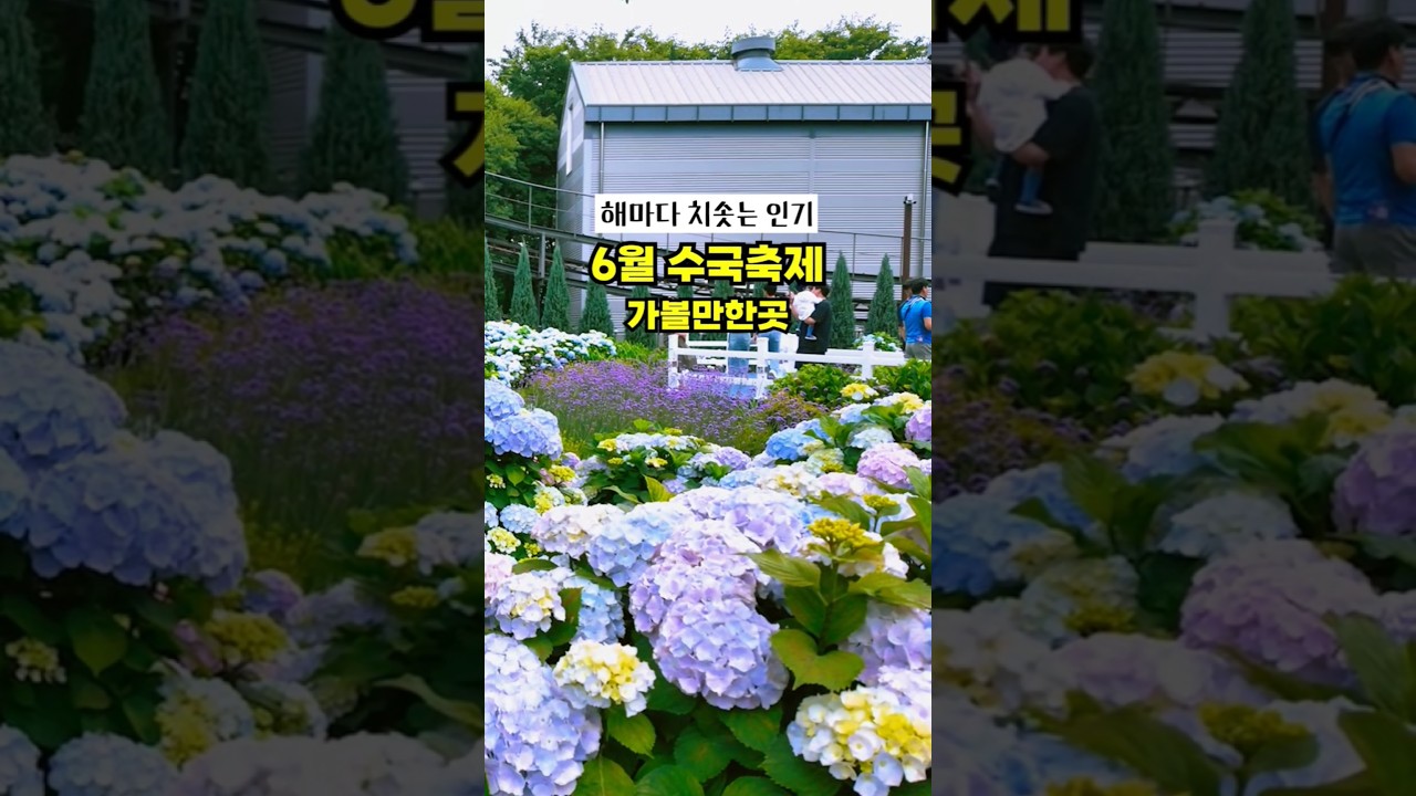 울산 장생포 수국 페스티벌, 6월 열리는 여름꽃 축제  #울산여행  #장생포수국축제 #고래문화마을
