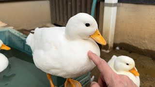 Piko Is Chattering Even If She Is Sleepy. (Our Pet Call Duck)