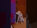 🤣🤣🤣💯🐕🐾✨ #trendingshorts#viral#pets#trendingshorts#trending#viralreels#shorts#comedy#dogshorts#lab