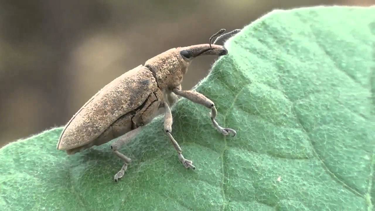 חדקונית ליקסיוס | Lixus sp | מטייל על העלים של הדלעת