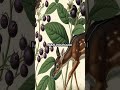 Belladone : Beauté Mortelle des Forêts 🌿