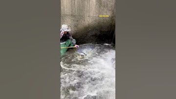 Cá Lớn - dùng vợt bắt cá phía dưới chân đập 😱 #khacthuyvlogg