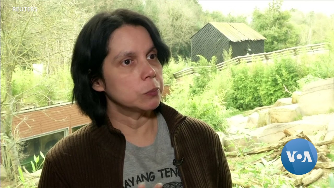 trump amazonia How the Smallest Bears 'Talk' to Each Other