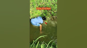 perlu keahlian‼️melihat skill menangkap ikan di lobang pinggiran sungai dengan tangan kosong #shorts