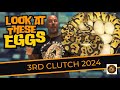 Third Clutch of 2024 Laid!!! | #ballpython #ballpythonbreeder #sphericreptiles #youtubevideos