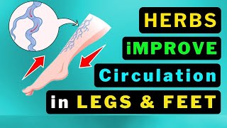10 Miracle Herbs to Boost Your Leg Circulation Instantly! 🌿🦵