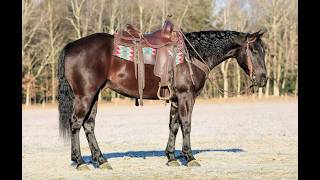 Thomas Hip #1 ~ 2021 Grade Gelding ~ He's the Trail Horse You've Been Dreaming of!