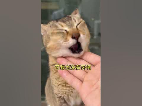没想到无毛猫也会“吐毛球”呀#斯芬克斯无毛猫 #领先猫草棒