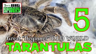 5 Great 'Beginner' Old World Tarantulas