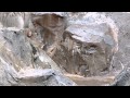 サル山:バラと赤ちゃん「おかあちゃんっ、待って!」(2)(ニホンザル)@上野動物園 / "Wait ! Mommy !!"(Japanese macaque) - DSCN4969
