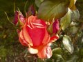 Red is the Rose- Irish ballad-Irish Folk Song- CLOVER Irish Folk & Celtic Rock