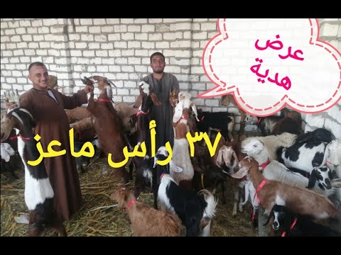 فيديو: صفصاف الماعز 